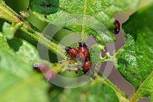 Colorado beetle on the leaves of potatoes