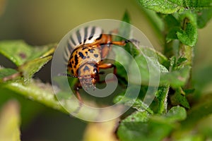 Colorado beetle on the leaves of potatoes