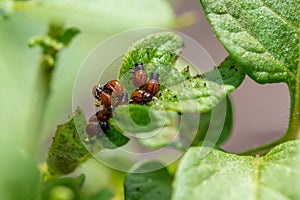 Colorado beetle on the leaves of potatoes