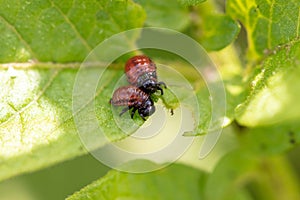 Colorado beetle on the leaves of potatoes