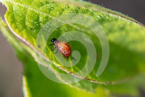 Colorado beetle on the leaves of potatoes