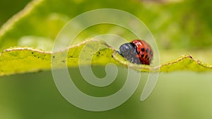 Colorado beetle on the leaves of potatoes