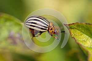 Colorado beetle on the leaves of potatoes