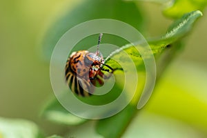 Colorado beetle on the leaves of potatoes