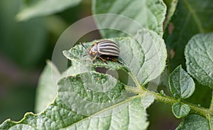 Colorado beetle Leptinotarsa decemlineata bug crawling on leaf of potato plant.