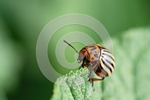 Colorado beetle Leptinotarsa decemlineata bug crawling on potato plant.