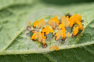Colorado beetle Leptinotarsa decemlineata eggs on bottom side of leaf of potato plant.