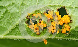 Colorado beetle Leptinotarsa decemlineata eggs on bottom side of leaf of potato plant. photo