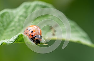 Colorado beetle Leptinotarsa decemlineata larva eating leaf of potato plant.