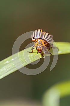 Colorado beetle - Leptinotarsa decemlineata photo