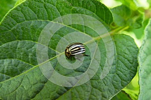 Colorado Beetle - Leptinotarsa decemlineata photo