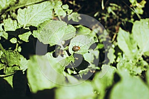 Colorado beetle are sitting on the leaves.