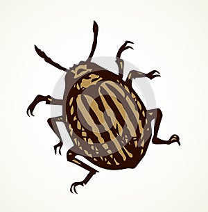 Colorado beetle. Vector drawing