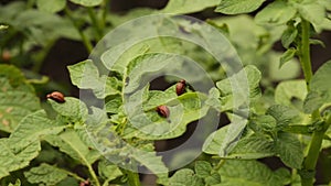 Colorado beetles its larvae sitting on the leaf of potato