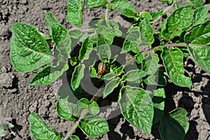 Colorado beetles, Leptinotarsa decemlineata. Field, farm, village, cultivated plants. Natural homemade products