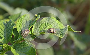 Colorado beetles, potato beetle, Colorado potato beetle, Leptinotarsa decemlineata sit on the leaves of young potatoes. pests of