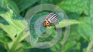 Colorado beetles on potato plant.