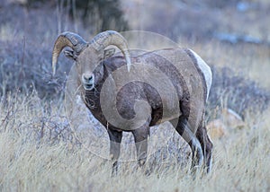 Colorado Bighorn Ram. Colorado Rocky Mountain Bighorn Sheep