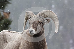 Colorado Bighorn Sheep