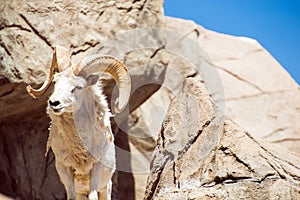 Colorado Bighorn Sheep