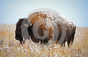 Colorado Bison