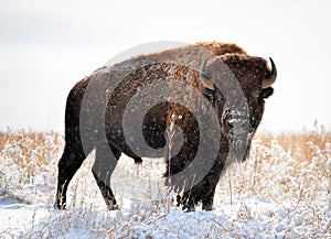 Colorado Bison photo