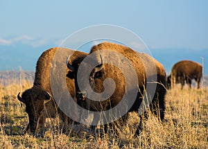 Colorado Bison