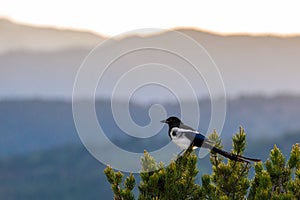 Colorado black billed magpie