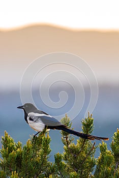 Colorado black billed magpie