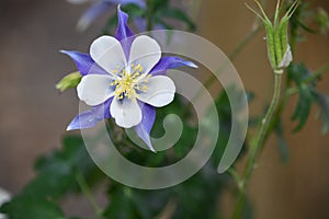 Colorado Blue Columbine Flower Bloom