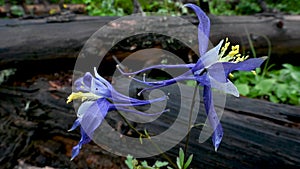 Colorado Blue Columbine Wild Flowers