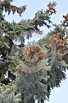 Colorado blue spruce