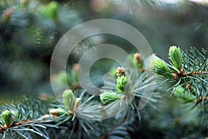 Colorado blue spruce