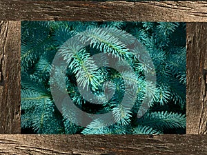 Colorado Blue Spruce framed by weathered fence panels