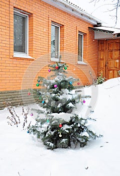 Colorado Blue Spruce Tree Covered Snow with Colorful Christmas Balls Decoration in the Garden near House