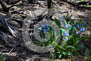 Colorado Bluebells In Sandwash Basin