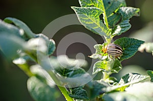 Colorado bug. Macro pest potatoes insect