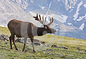 Colorado Bull Elk