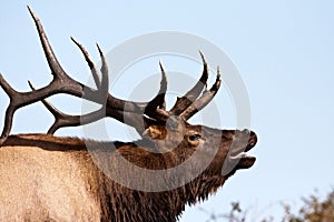 Colorado Bull Elk Bugling