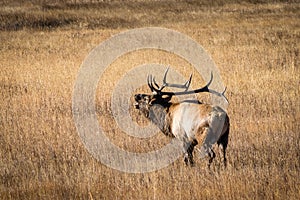 Colorado Bull Elk Bugling
