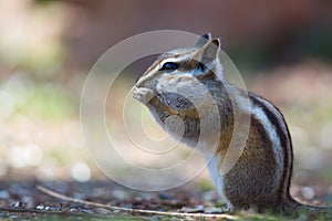 Colorado Chipmunk (Neotamias quadrivittatus) photo