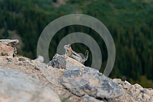 Colorado chipmunk on the rock bith blurred background of greenery and rock