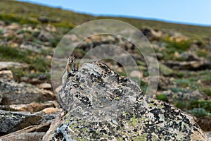 Colorado chipmunk on the rock bith blurred background of greenery and rock