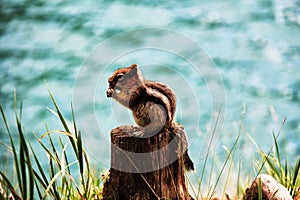 A Colorado chipmunk sits on a stump and nibbles nuts