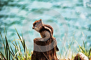 A Colorado chipmunk sits on a stump and nibbles nuts photo
