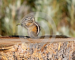 Colorado Chipmunk Sitting on a Stump Eating a Plant