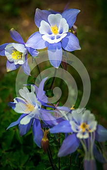 Colorado Columbine Aquilegia caerulea