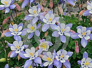 Colorado Columbine flowers