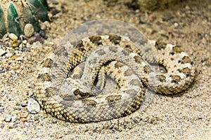 Colorado Desert Sidewinder