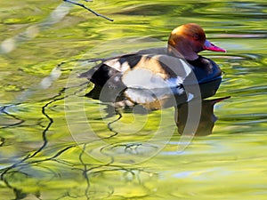 Colorado duck swimming with sunset reflections in the water